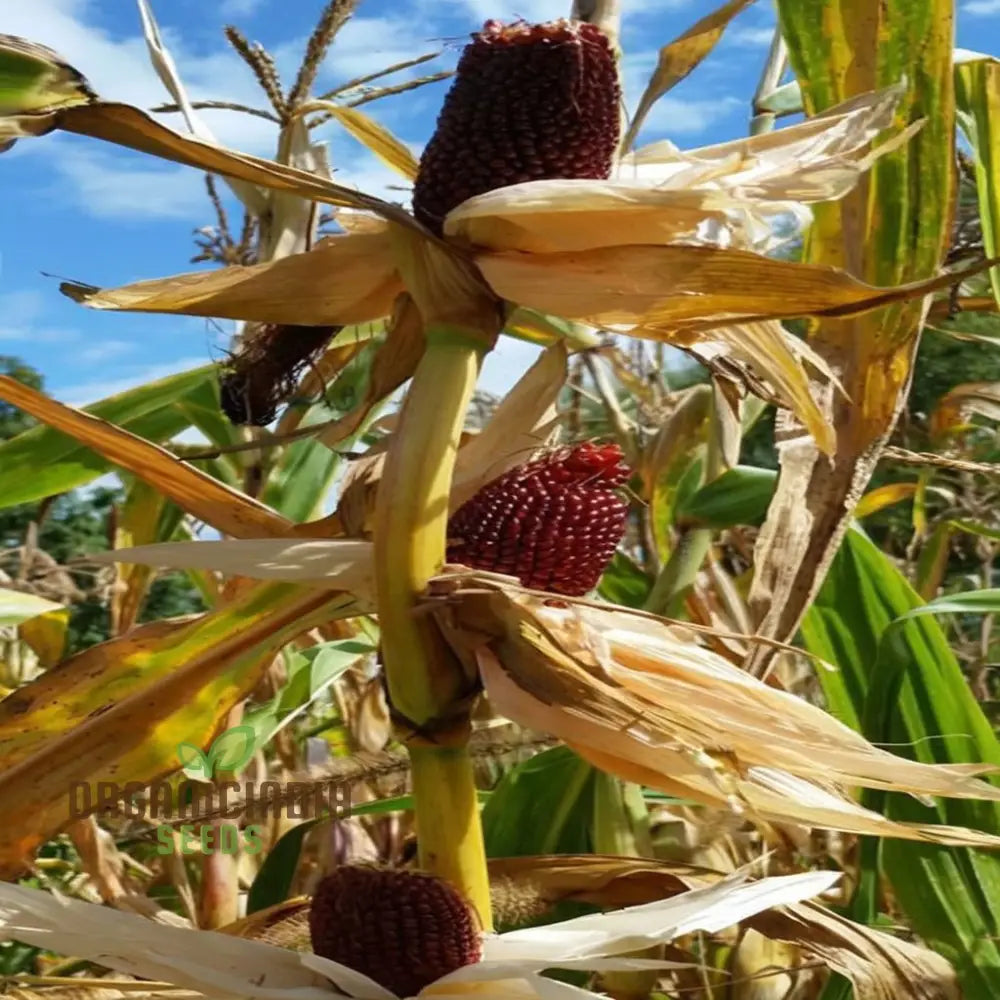 Heirloom Strawberry Popcorn Seeds Premium Planting For Delightful Harvests Squash And Gourds