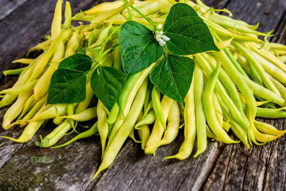 Heirloom Yellow Wax Bean Pole Kentucky Wonder - Very Productive Longwords Vegetable Seeds For