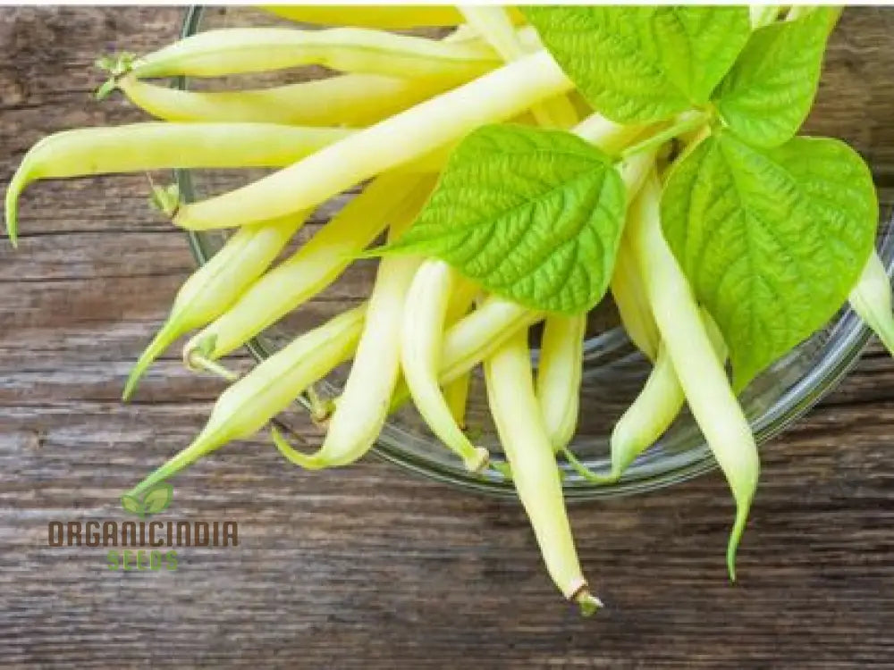 Heirloom Yellow Wax Bean Pole Kentucky Wonder - Very Productive Longwords Vegetable Seeds For