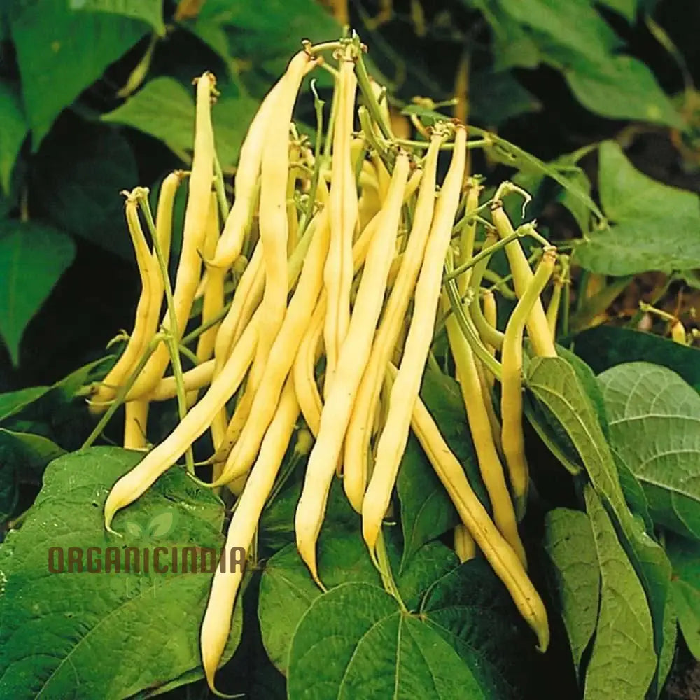 Heirloom Yellow Wax Bean Pole Kentucky Wonder - Very Productive Longwords Vegetable Seeds For