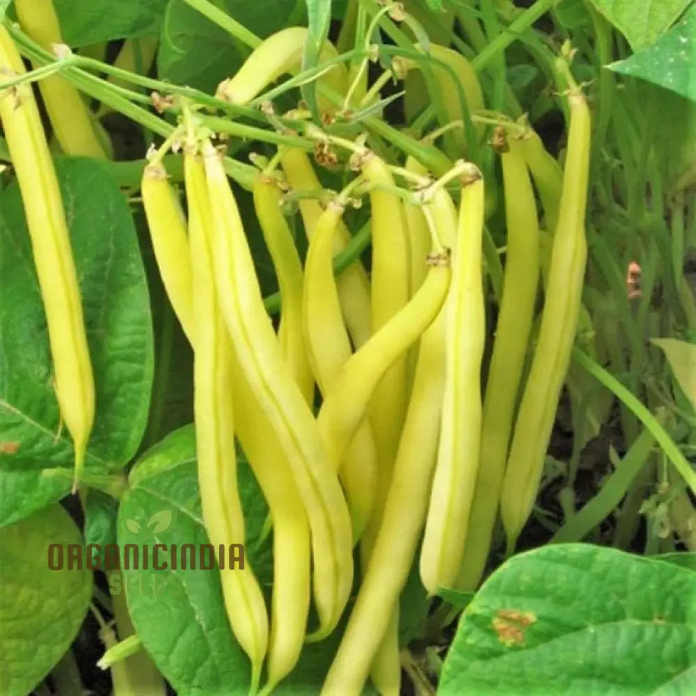 Heirloom Yellow Wax Bean Pole Kentucky Wonder - Very Productive Longwords Vegetable Seeds For