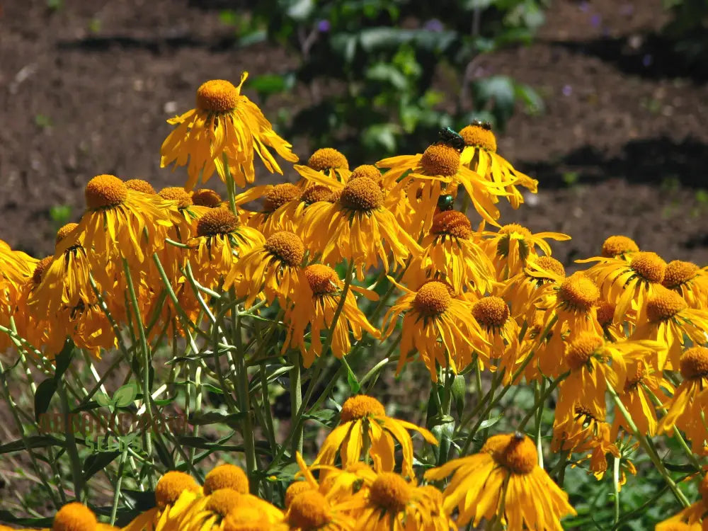 Helenium Hoopesii Flower Seeds Exquisite For Your Garden Premium Seed Varieties Gardening Seeds