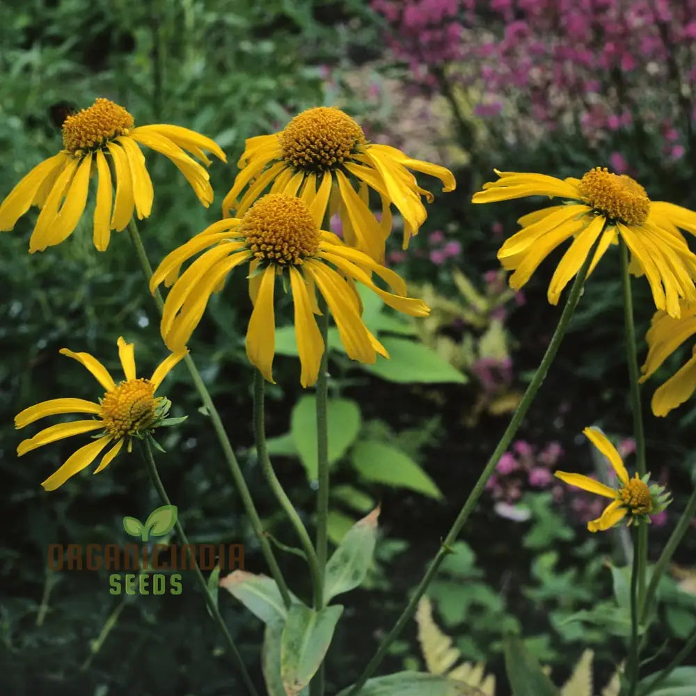 Helenium Hoopesii Flower Seeds Exquisite For Your Garden Premium Seed Varieties Gardening Seeds