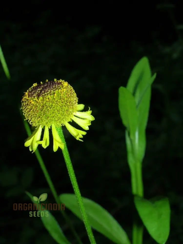 Helenium Puberulum Flower Seeds Planting - 100 Pcs Seeds