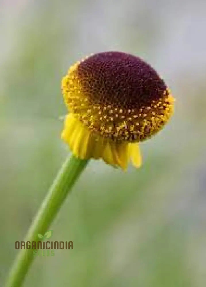 Helenium Puberulum Flower Seeds Planting - 100 Pcs Seeds