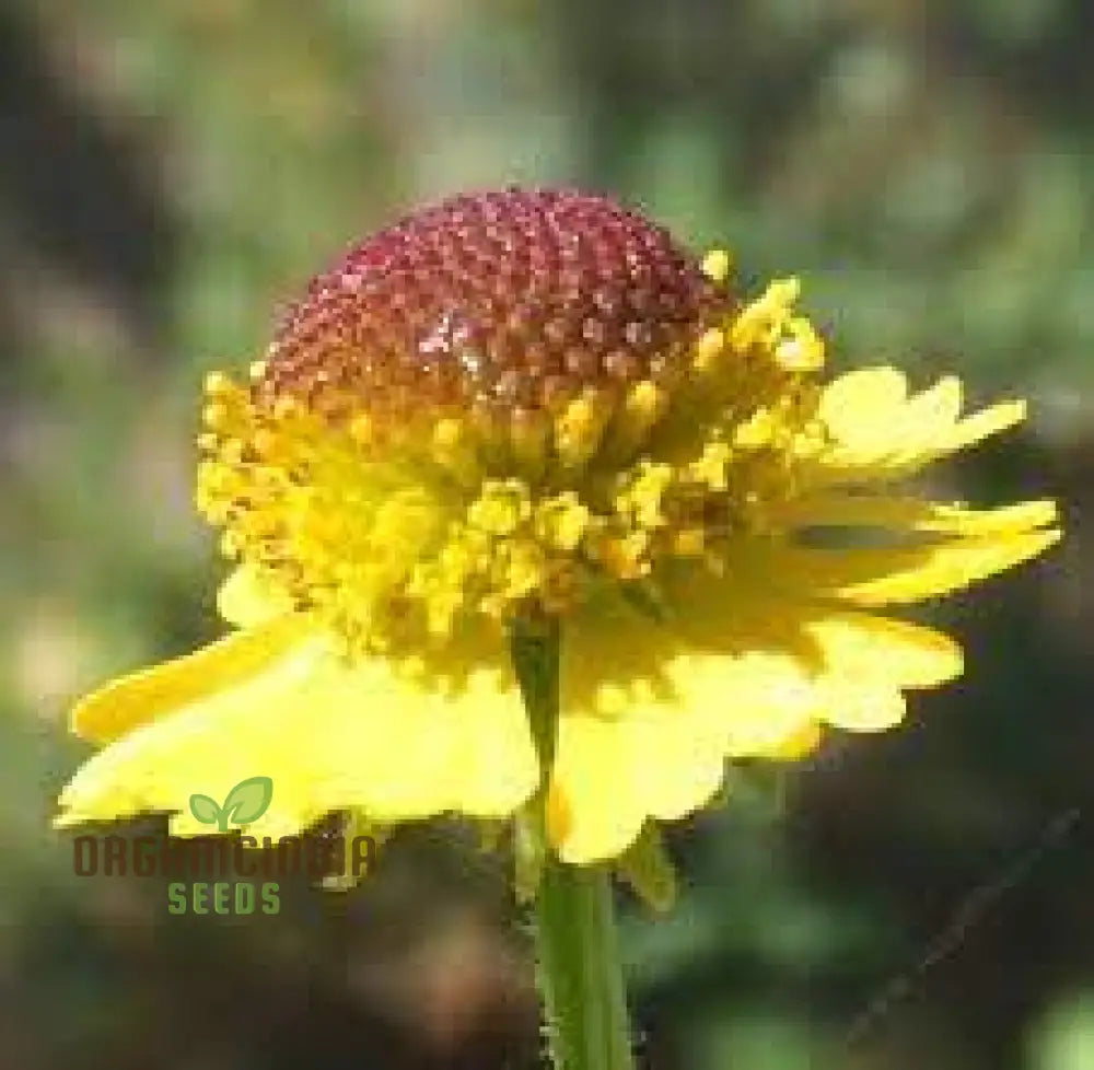 Helenium Puberulum Flower Seeds Planting - 100 Pcs Seeds