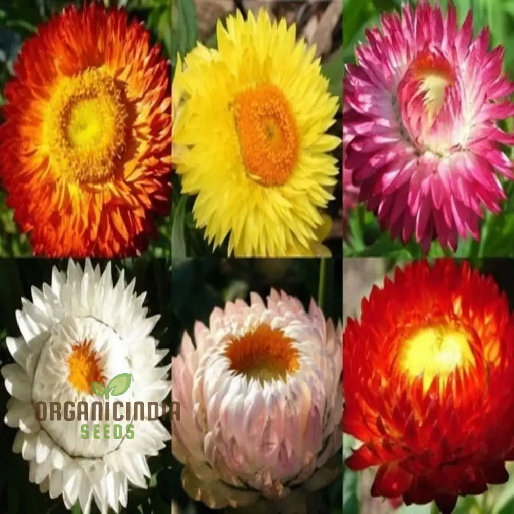 Helichrysum Bracteatum Mixed Flower Seeds Premium For Colorful Blooms Perfect Planting & Gardening