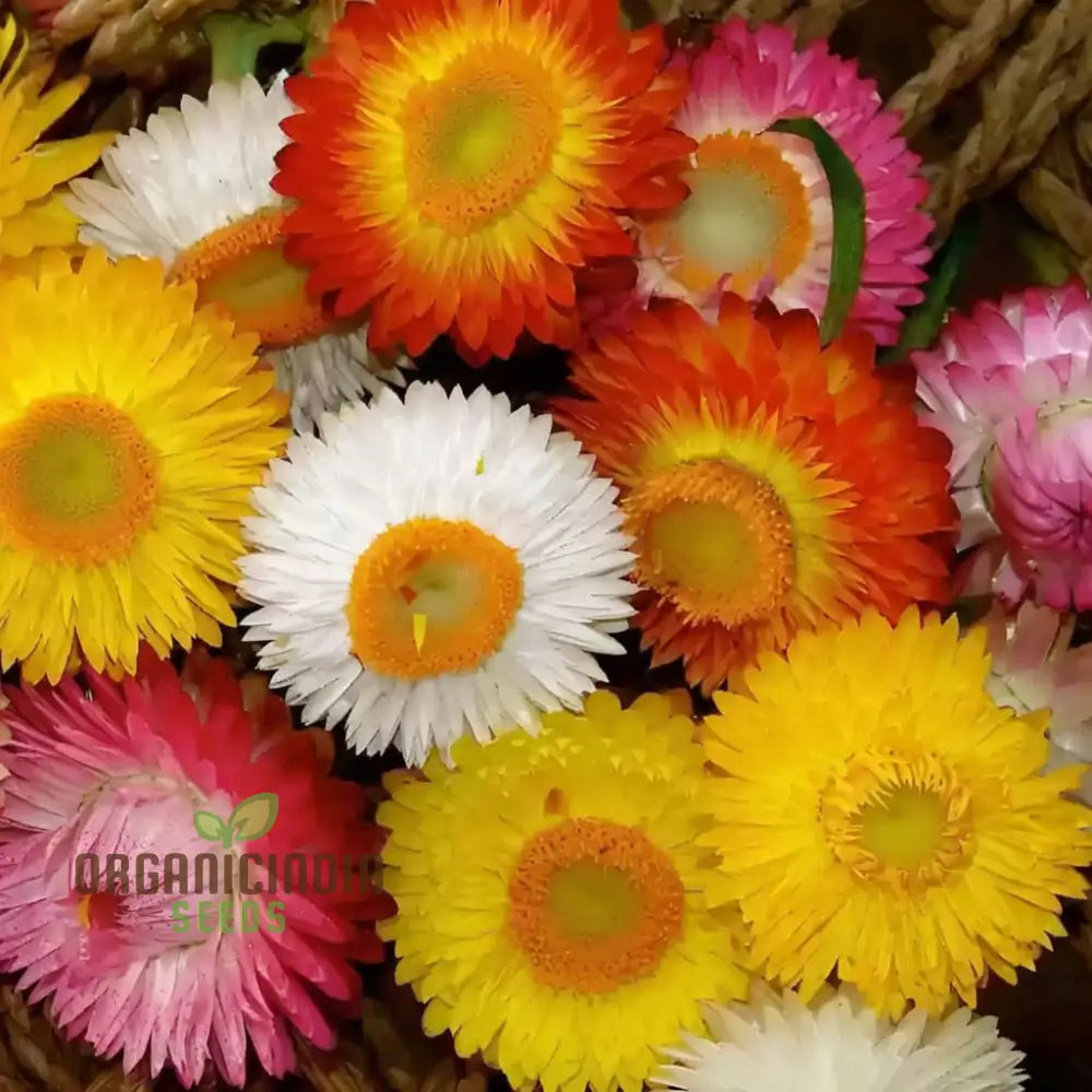 Helichrysum Bracteatum Mixed Flower Seeds Premium For Colorful Blooms Perfect Planting & Gardening