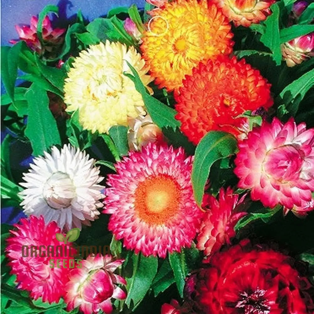 Helichrysum Bracteatum Mixed Flower Seeds Premium For Colorful Blooms Perfect Planting & Gardening