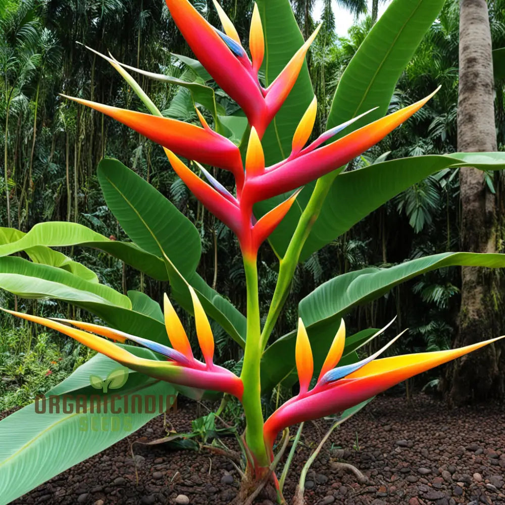 Graines de plantes Heliconia Rostrata Bird of Paradise, cultivez la splendeur tropicale dans votre jardin