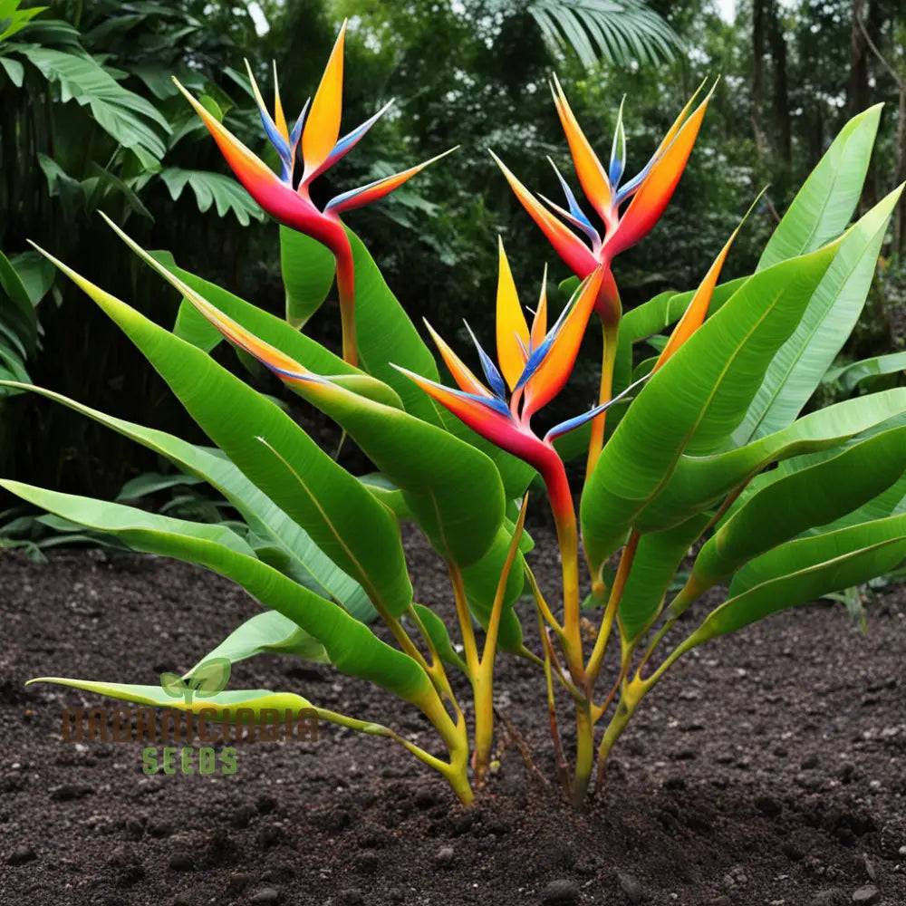 Heliconia Rostrata Bird Of Paradise Plant Seeds Cultivate Tropical Splendor In Your Garden 1000 Pcs