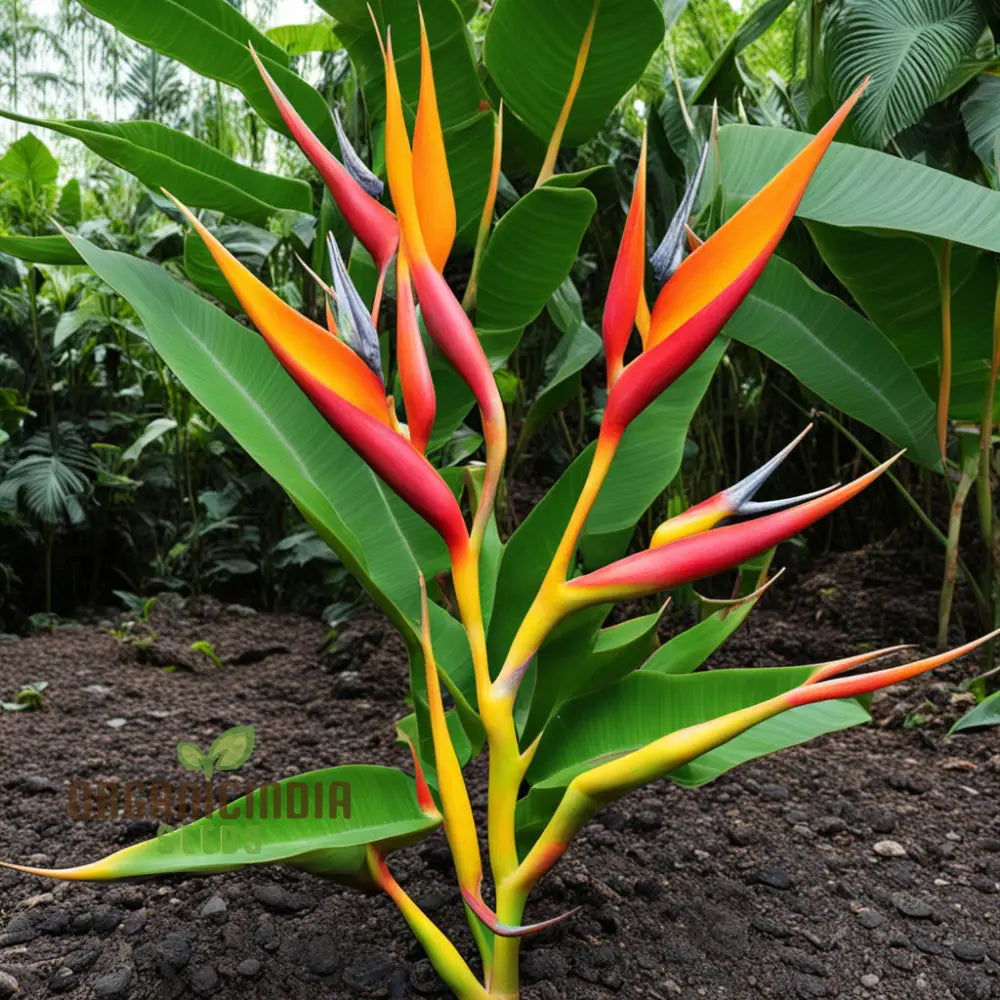 Heliconia Rostrata Bird Of Paradise Plant Seeds Cultivate Tropical Splendor In Your Garden