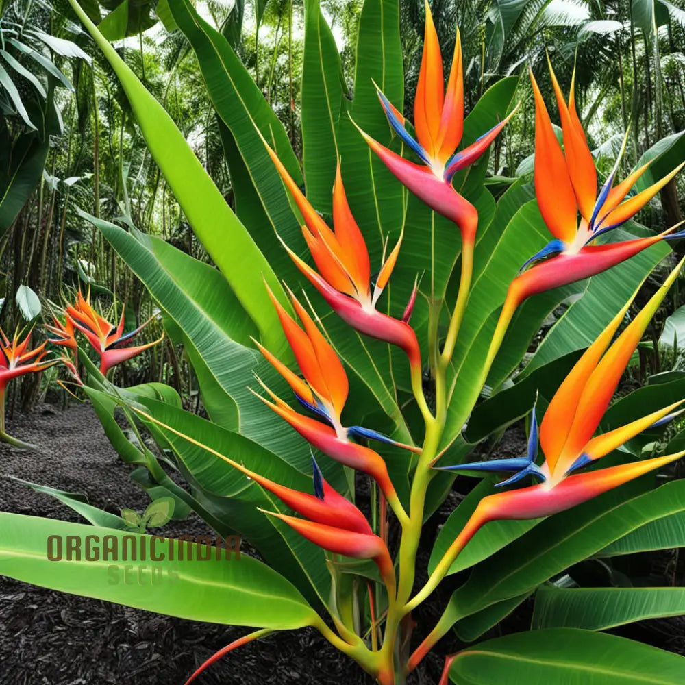 Heliconia Rostrata Bird Of Paradise Plant Seeds Cultivate Tropical Splendor In Your Garden 500 Pcs