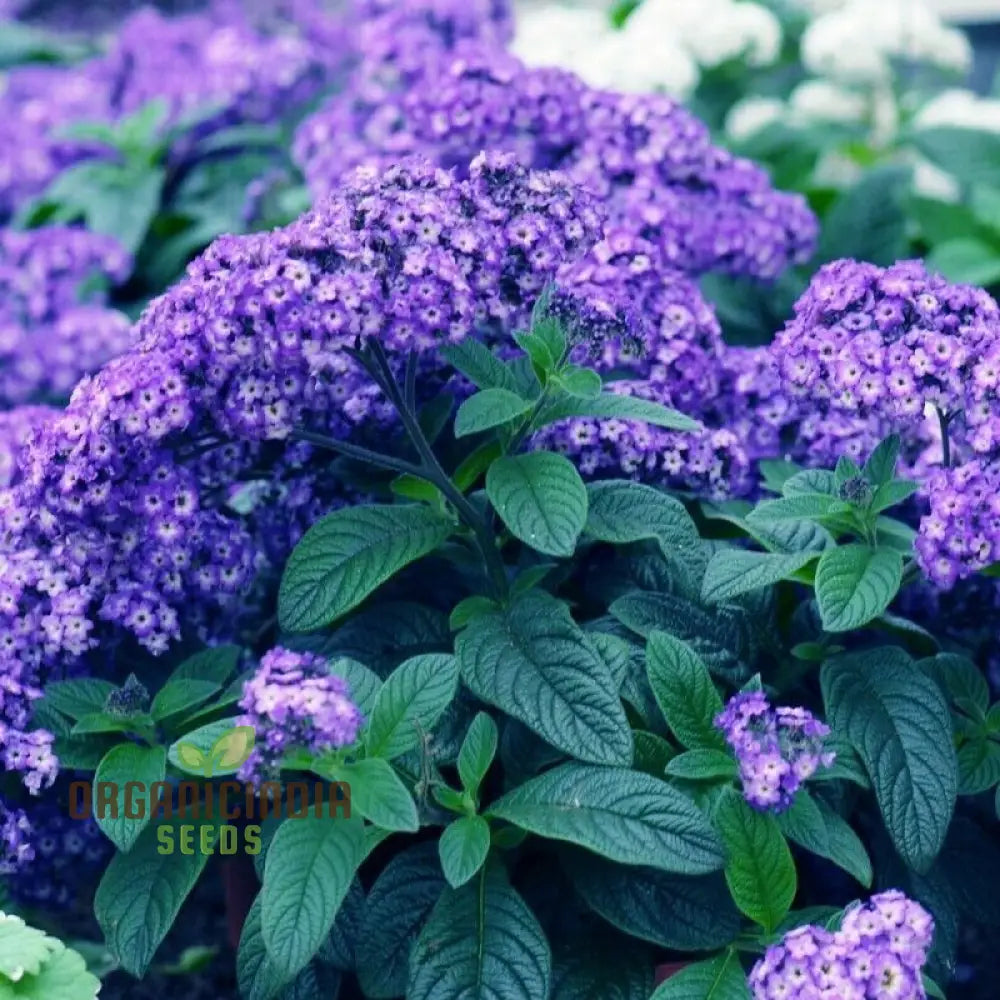 Heliotrope Marine Flower Seeds Vibrant Additions To Your Garden Premium For Gardening Seeds