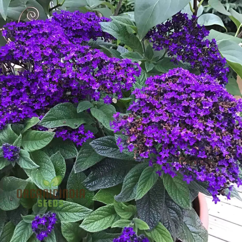 Heliotrope Marine Flower Seeds Vibrant Additions To Your Garden Premium For Gardening Seeds