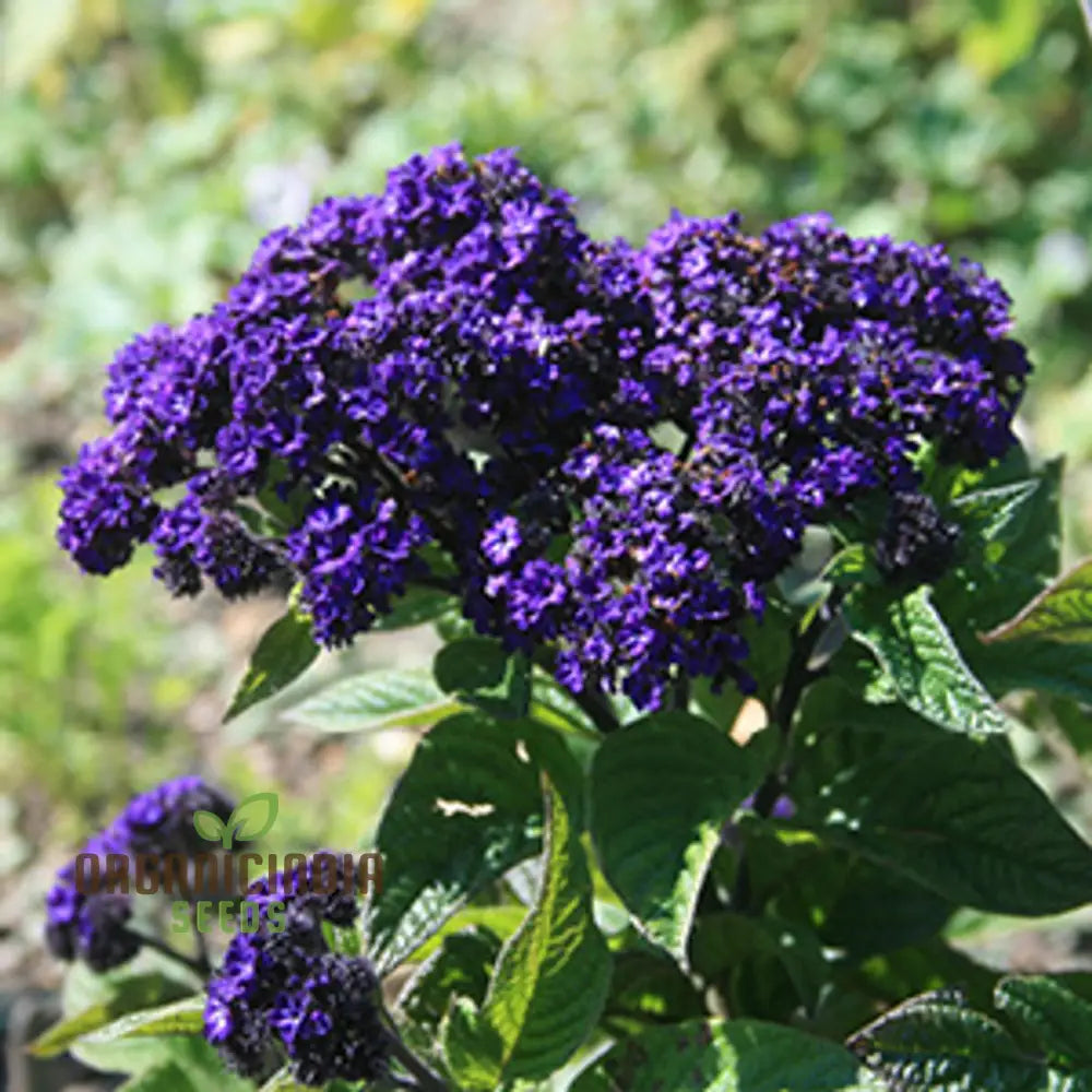 Heliotrope Marine Flower Seeds Vibrant Additions To Your Garden Premium For Gardening Seeds