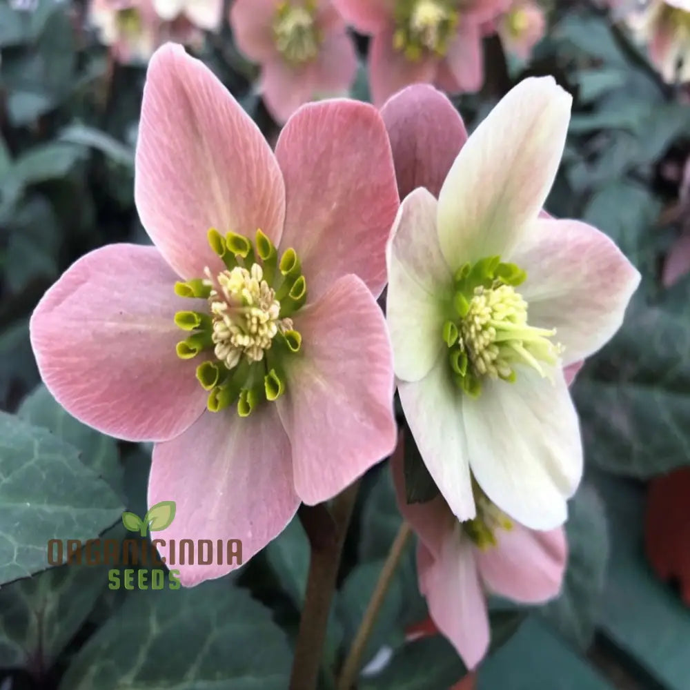 Helleborus Flower Seeds Planting Expert Gardening Tips For Beautiful Blossoms Seeds