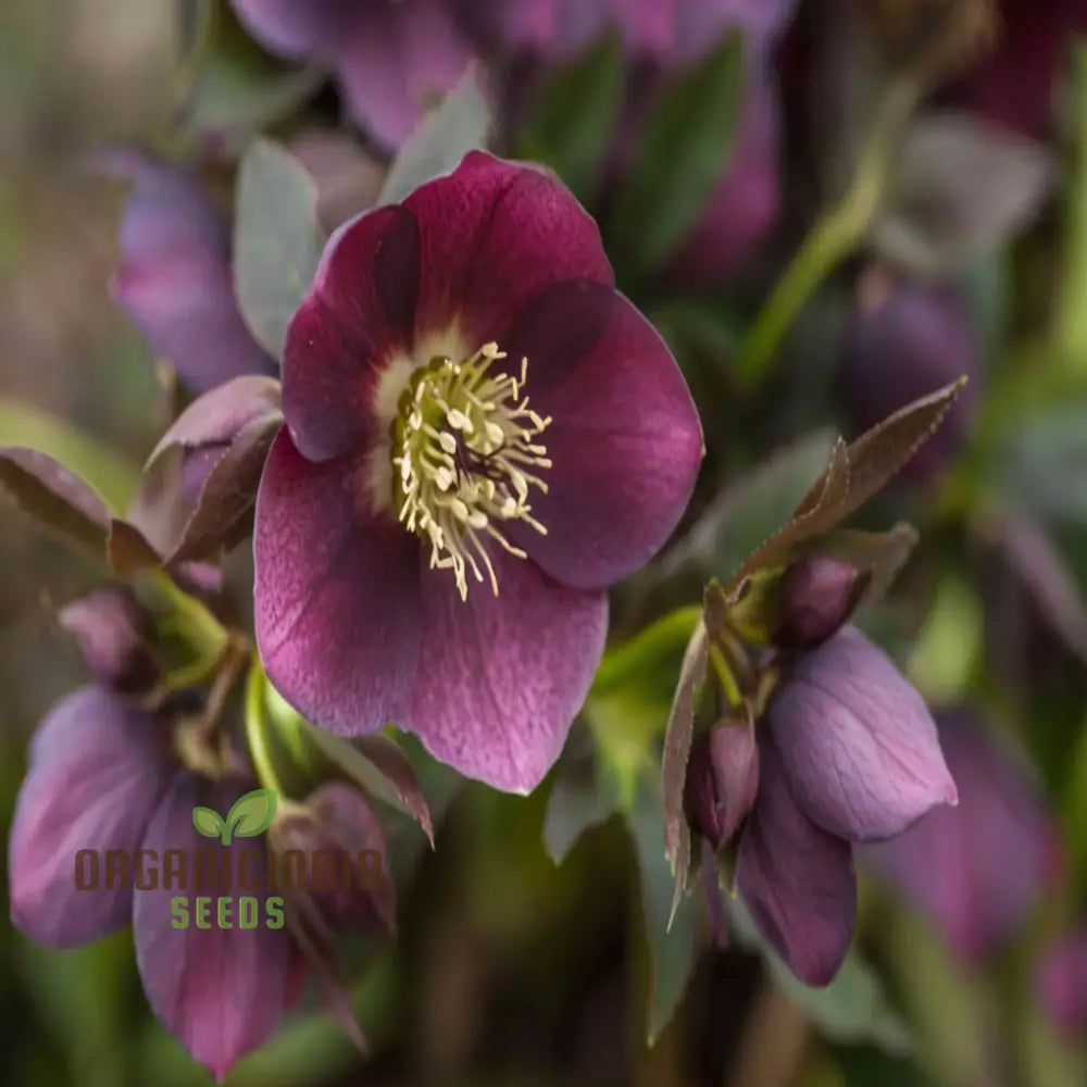 Helleborus Flower Seeds Planting Expert Gardening Tips For Beautiful Blossoms Seeds