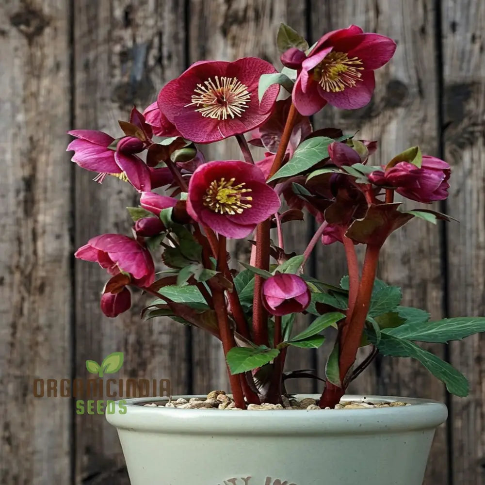 Helleborus Flower Seeds Planting Expert Gardening Tips For Beautiful Blossoms Seeds