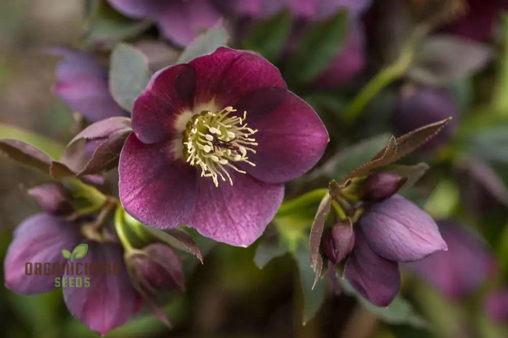 Helleborus Orientalis Seeds - Exquisite Garden Perennials For Vibrant Winter Blooms