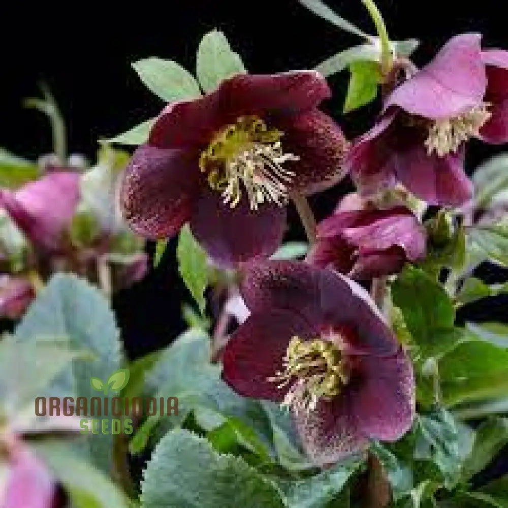 Helleborus Orientalis Seeds - Exquisite Garden Perennials For Vibrant Winter Blooms