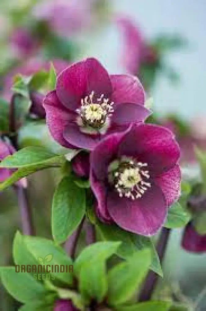 Helleborus Orientalis Seeds - Exquisite Garden Perennials For Vibrant Winter Blooms