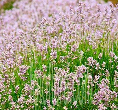 Soft Pink Lavender Seeds – Delicate Fragrant Blooms for Gardens & Landscaping