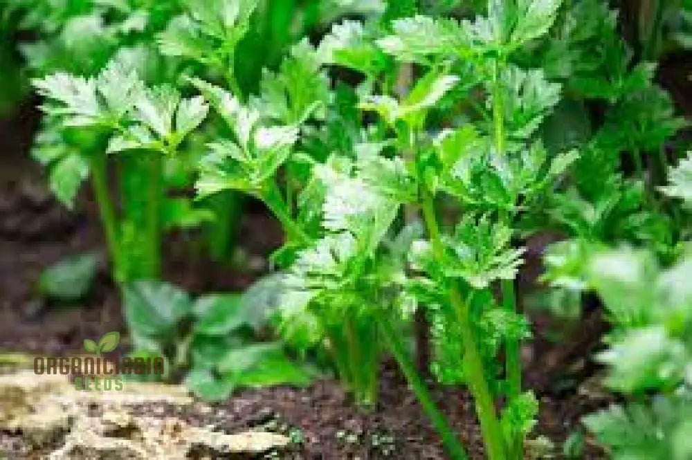 Herb Celery Seeds For Gardening | Premium Quality Planting Enhance Your Garden With Organic Buy