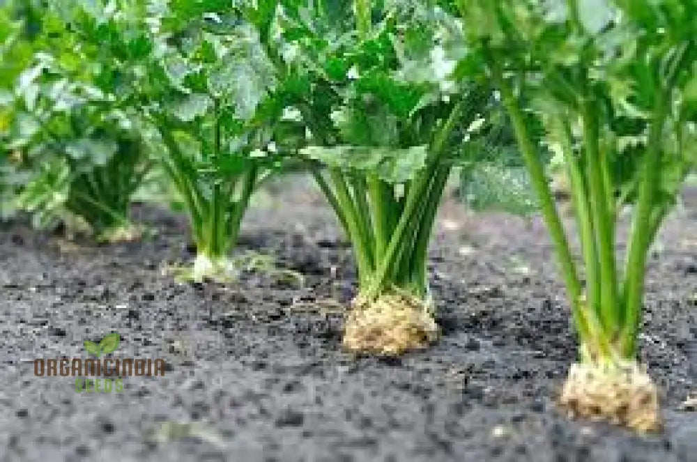 Herb Celery Seeds For Gardening | Premium Quality Planting Enhance Your Garden With Organic Buy