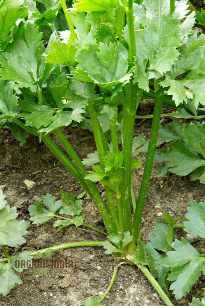 Herb Celery Seeds For Gardening | Premium Quality Planting Enhance Your Garden With Organic Buy