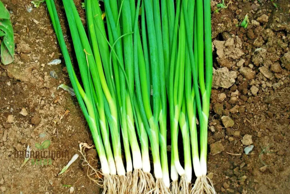 Heshiko Bunching Onion Seeds For Easy Planting - High Yield Quality Your Garden