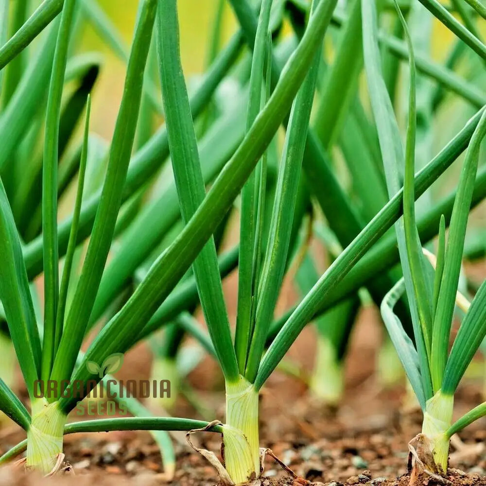 Heshiko Bunching Onion Seeds For Easy Planting - High Yield Quality Your Garden