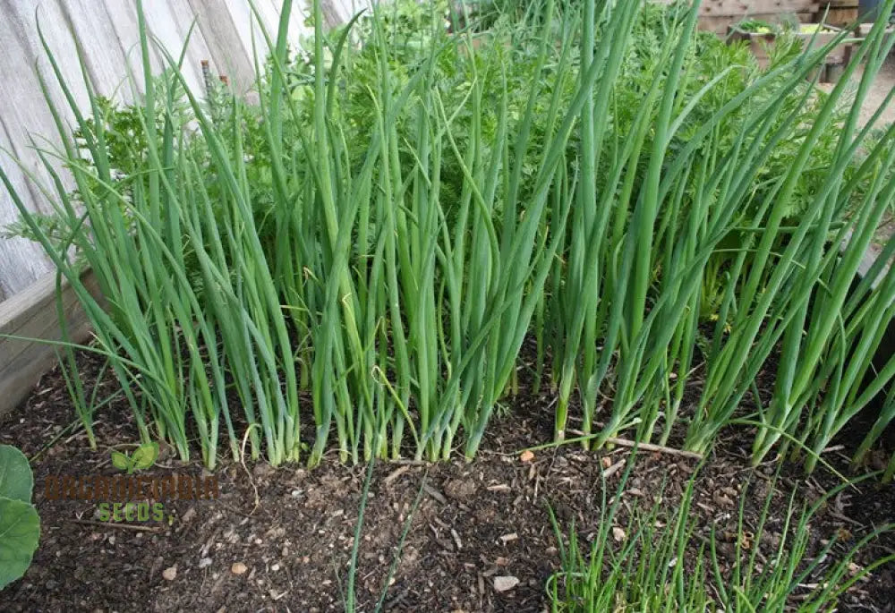 Heshiko Bunching Onion Seeds For Easy Planting - High Yield Quality Your Garden