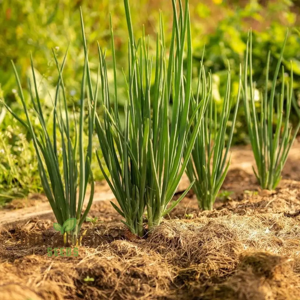 Heshiko Bunching Onion Seeds For Easy Planting - High Yield Quality Your Garden