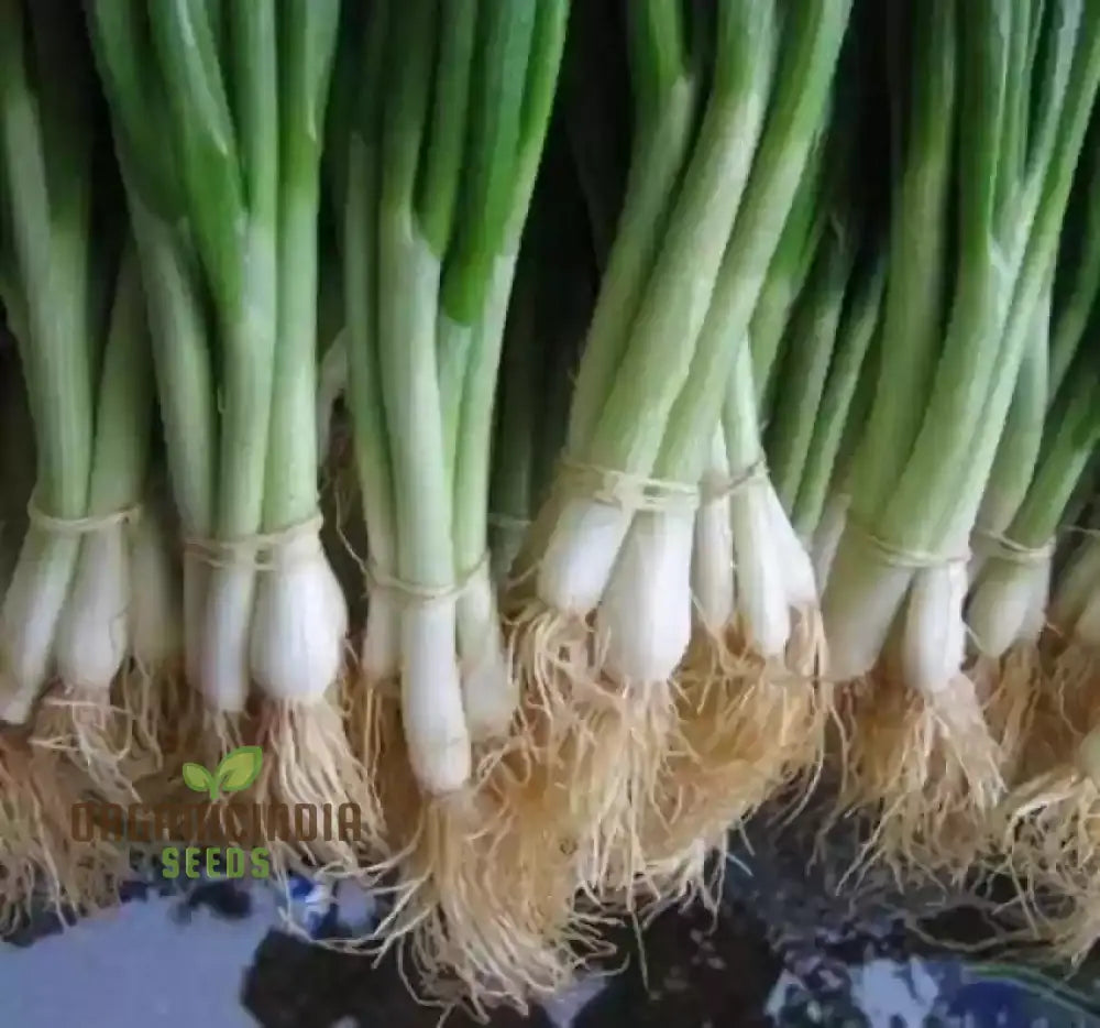 Heshiko Bunching Onion Seeds For Easy Planting - High Yield Quality Your Garden