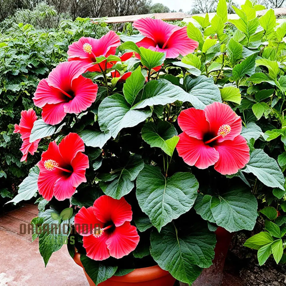 Hibiscus Flower Seeds Look Hardy Good All Year Round Garden Diy Home Perennials