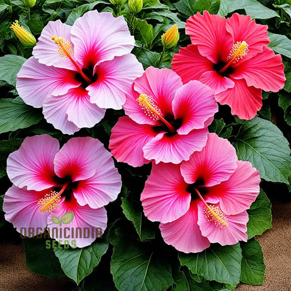 Hibiscus Flower Seeds Look Hardy Good All Year Round Garden Diy Home Perennials