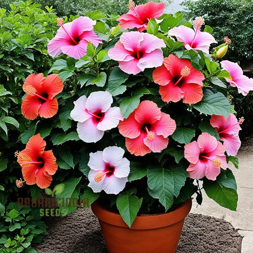 Hibiscus Flower Seeds Look Hardy Good All Year Round Garden Diy Home Perennials