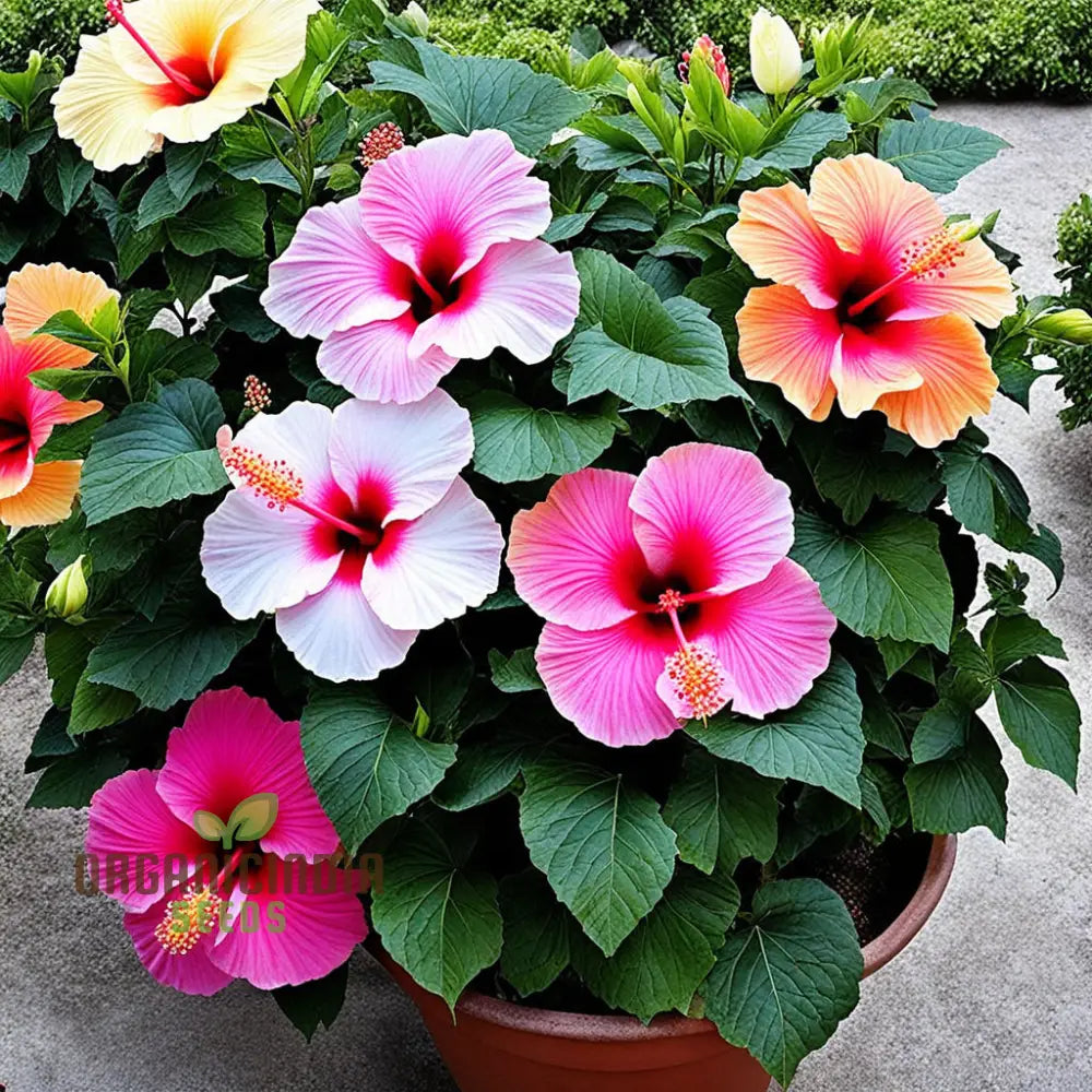 Hibiscus Flower Seeds Look Hardy Good All Year Round Garden Diy Home Perennials