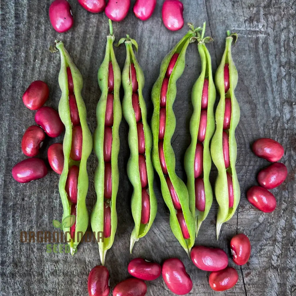 Hidatsa Red Beans Seeds For Planting: Heirloom Gardening Delight For Your Sustainable Garden