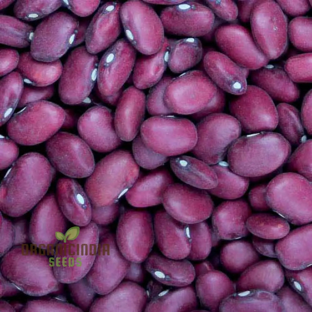 Hidatsa Red Beans Seeds For Planting: Heirloom Gardening Delight For Your Sustainable Garden