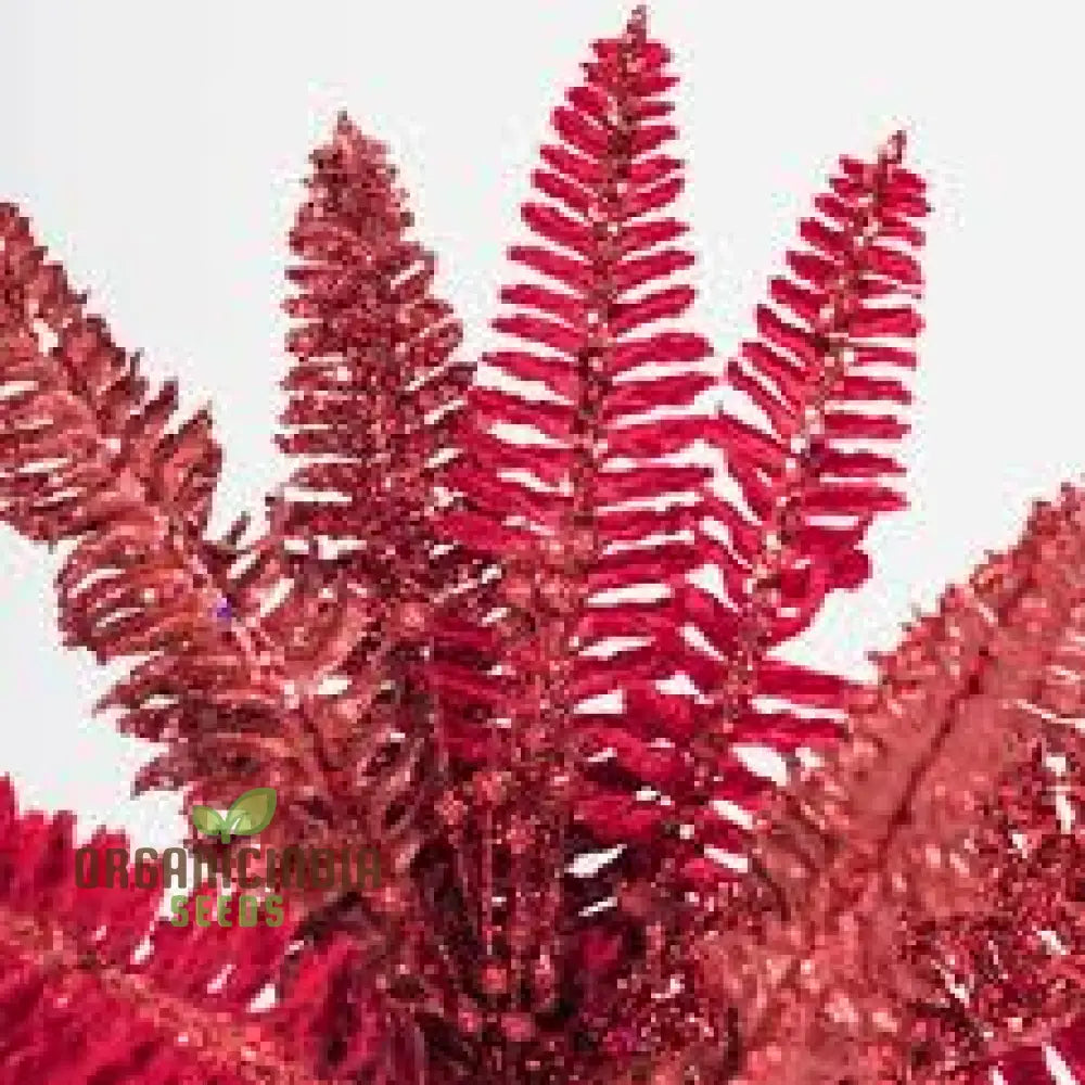 High-Quality 100Pcs Fern Plant Seeds Red Non-Gmo For Planting Spores