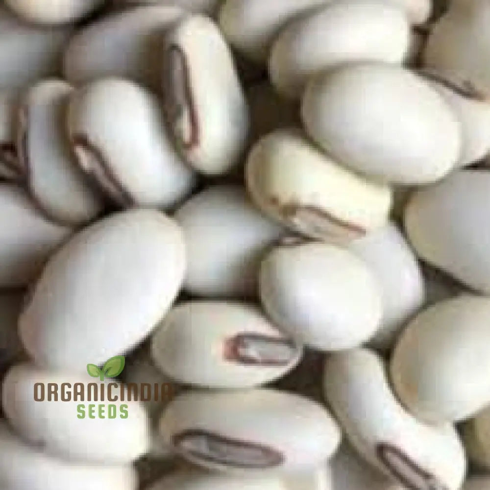 High-Quality 100Pcs White Bean Seeds For Planting Non-Gmo Vegetable Fresh Garden Bulk