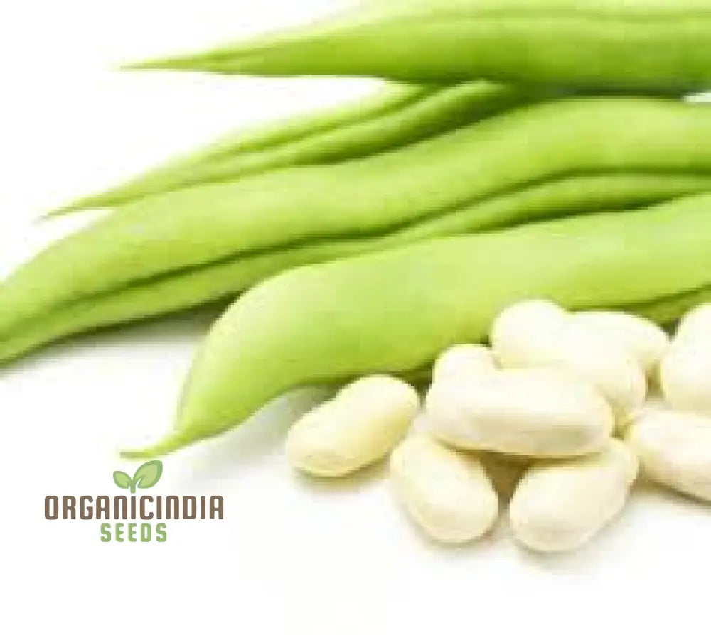 High-Quality 100Pcs White Bean Seeds For Planting Non-Gmo Vegetable Fresh Garden Bulk