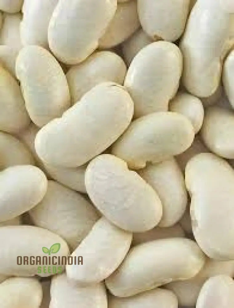 High-Quality 100Pcs White Bean Seeds For Planting Non-Gmo Vegetable Fresh Garden Bulk