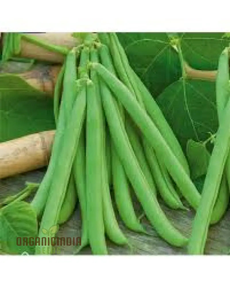 High-Quality 100Pcs White Bean Seeds For Planting Non-Gmo Vegetable Fresh Garden Bulk