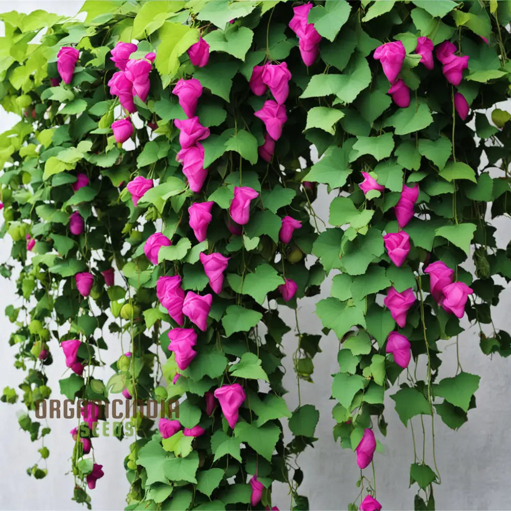 High-Quality Climbing Flower Seeds - Flourish With Premium Vine Varieties