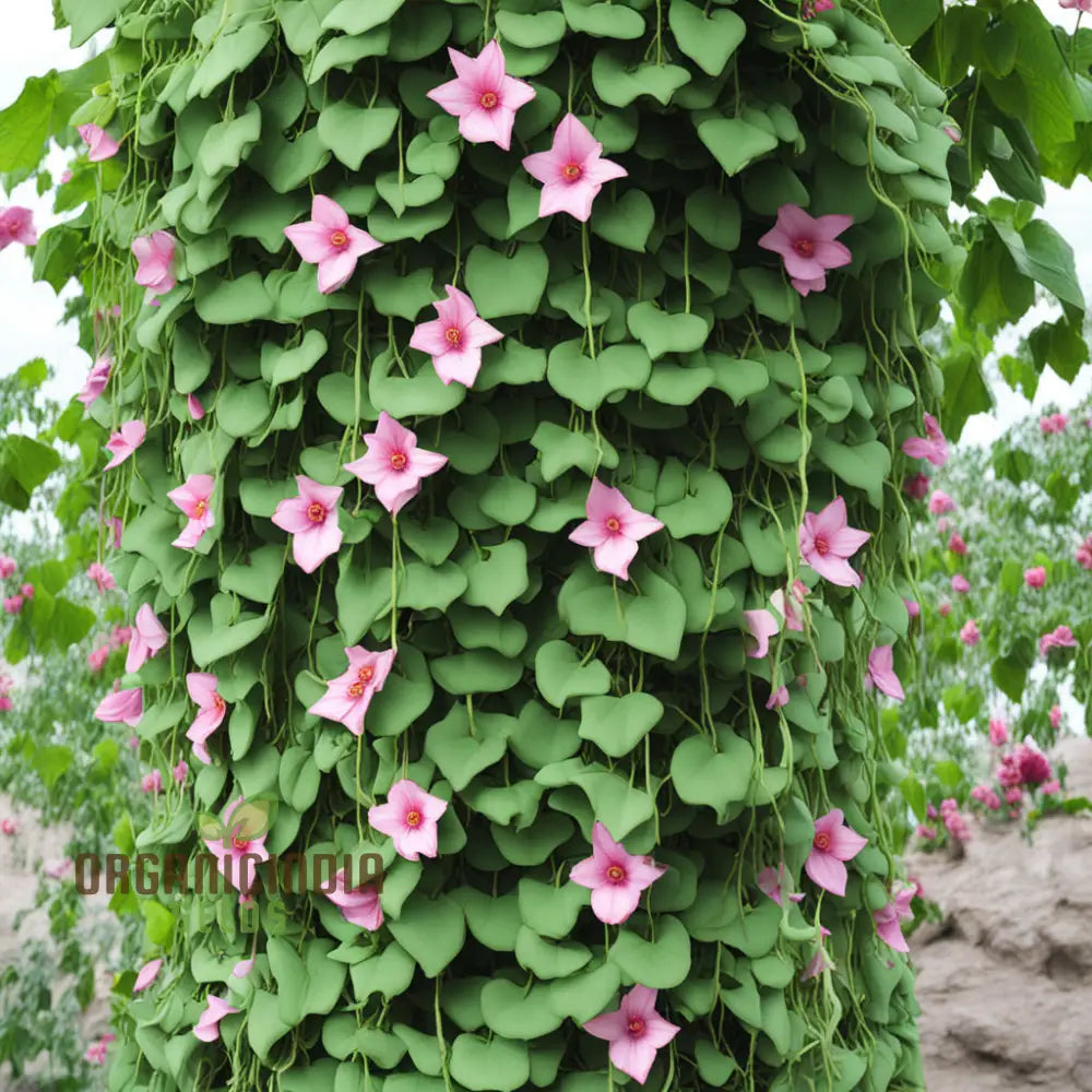 High-Quality Climbing Flower Seeds - Flourish With Premium Vine Varieties