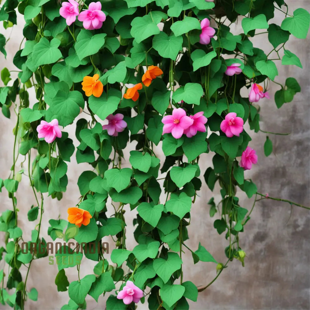 High-Quality Climbing Flower Seeds - Flourish With Premium Vine Varieties