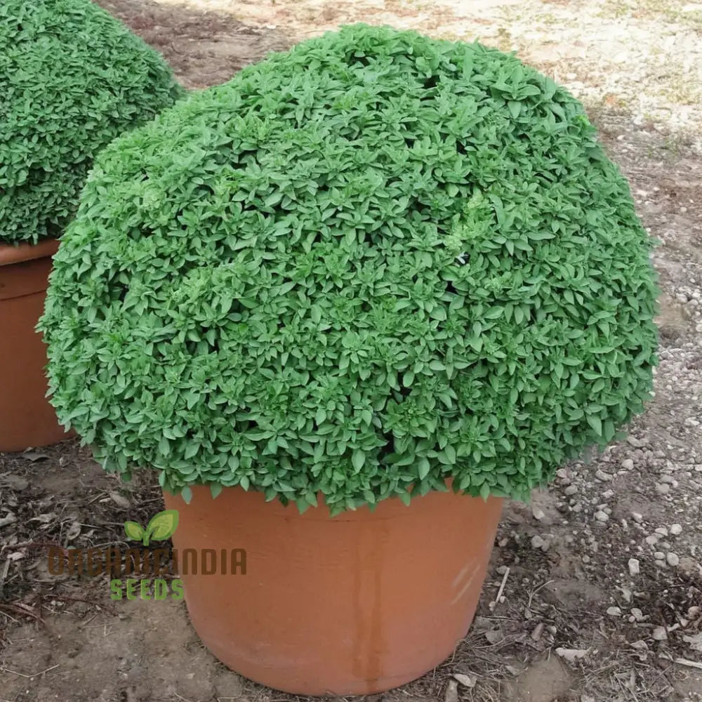 High-Quality Dwarf Greek Basil Seeds For Planting Perfect Herbs Home Gardening And Culinary